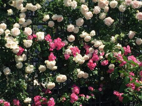 フェンスに咲く白とピンクのバラ バラ,薔薇,園芸の写真素材