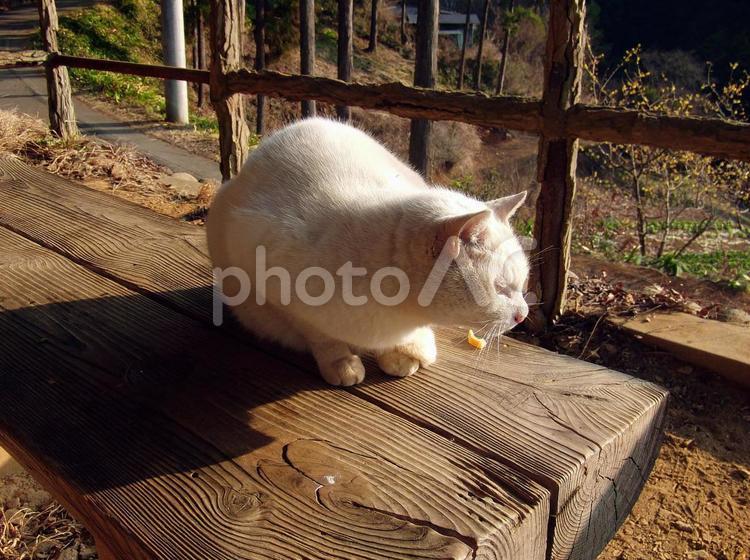 夕方のベンチの上で佇む白いネコ ねこ,ネコ,ペットの写真素材