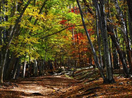紅葉（瑞牆山） 紅葉,秋,10月の写真素材