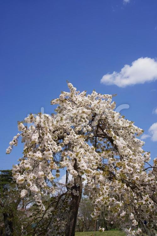 青空と白い桜 サクラ,自然,春の写真素材