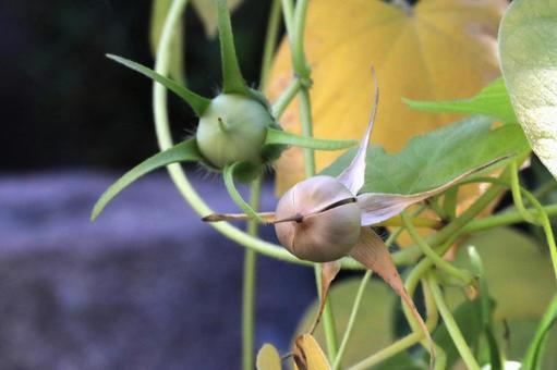 アサガオの種の写真