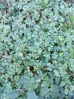 葉っぱ1031 植物,緑,葉っぱの写真素材