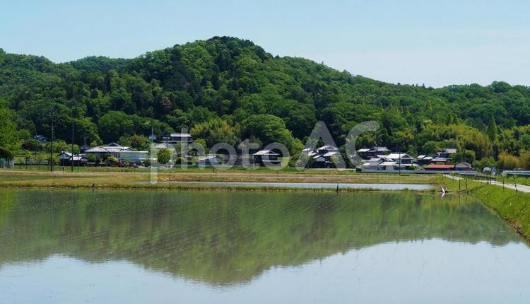 田植え直後の田んぼ 稲,田んぼ,田植えの写真素材