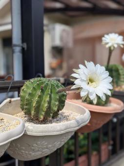 サボテンの花 サボテンの花の写真