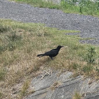 土手のカラス 土手のカラスの写真