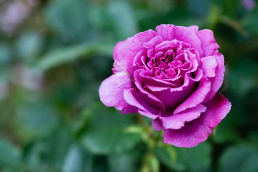 公園のバラ 公園のバラ バラ,花,植物の写真素材