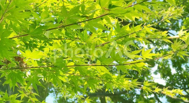 明るく癒しの森　新緑の木洩れ日 新緑,木漏れ日,緑の写真素材