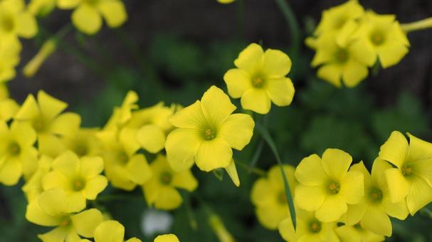 黄色の野花 黄色の野花 背景テクスチャ,小菊,素材の写真素材