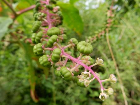 【植物写真】ヨウシュヤマゴボウ 【植物写真】ヨウシュヤマゴボウの写真