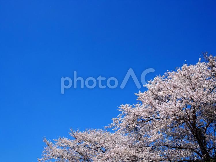 桜と空　桜は右寄せ 自然,桜,春の写真素材