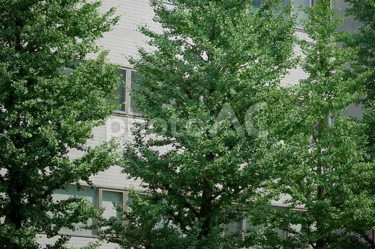 街路樹 街路樹,ビル,都市緑化の写真素材