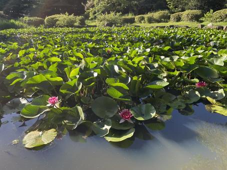 Water Lily, JPG