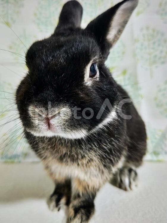 カメラ目線のうさぎ うさぎ,ウサギ,草食動物の写真素材