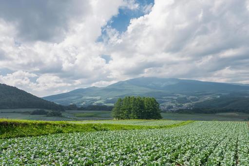 キャベツ畑 カラマツの丘 キャベツ畑 カラマツの丘 カラマツの丘,キャベツ畑,嬬恋高原の写真素材