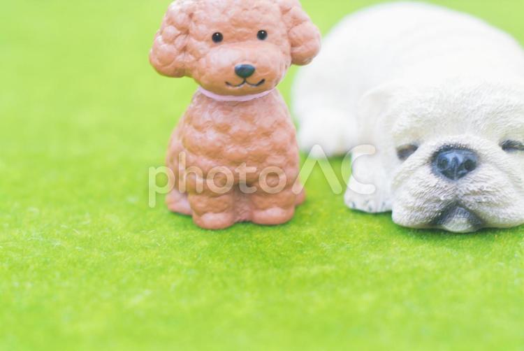 ペットのイメージ 犬,ペット,愛犬の写真素材