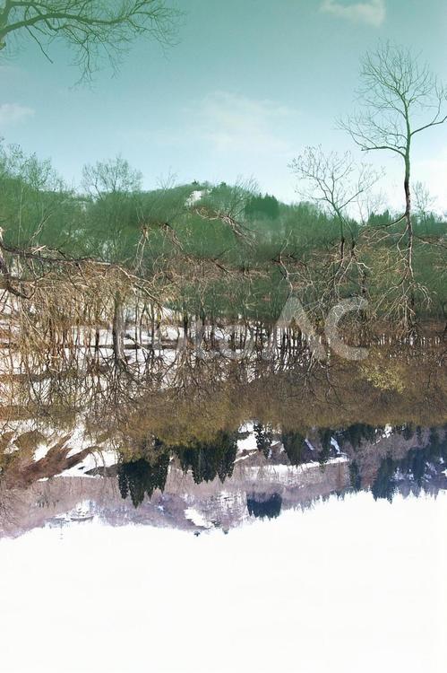 水没林（四月） 自然,風景,反射の写真素材