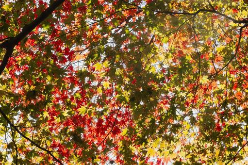 赤、黄、緑が織りなす秋のモミジの光の競演 紅葉,モミジ,カエデの写真素材