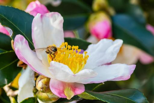 サザンカとミツバチ⑷ 花,蜂,サザンカの写真素材