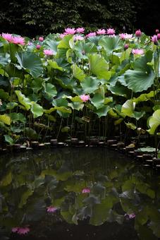 Oga lotus 9, JPG
