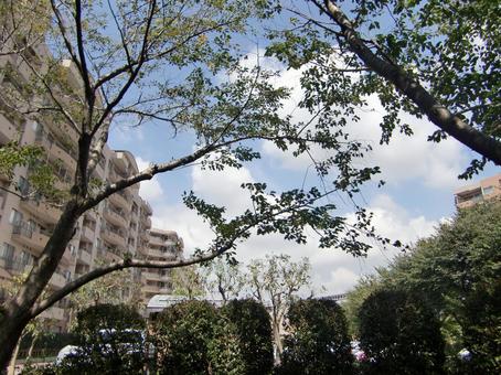 樹々と青空-19 樹々と青空-19 樹々,木,幹の写真素材