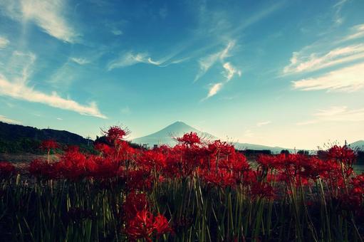 赤い彼岸花と富士山 赤い彼岸花と富士山の写真