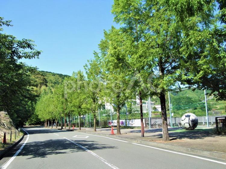 街路樹の初夏　大きいサッカーボール　青空 街路樹,並木道,並木の写真素材