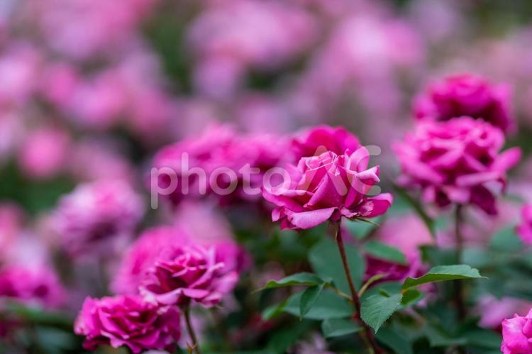 薔薇が咲き乱れる 春,日差し,風景の写真素材