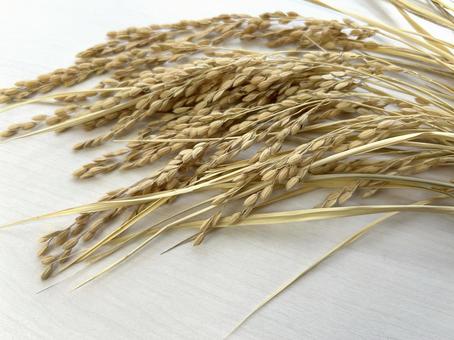 稲穂 白背景 5 稲穂,稲,秋の味覚の写真素材