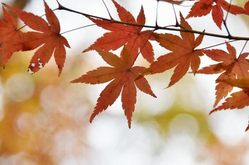 紅葉 紅葉 紅葉,秋,もみじの写真素材