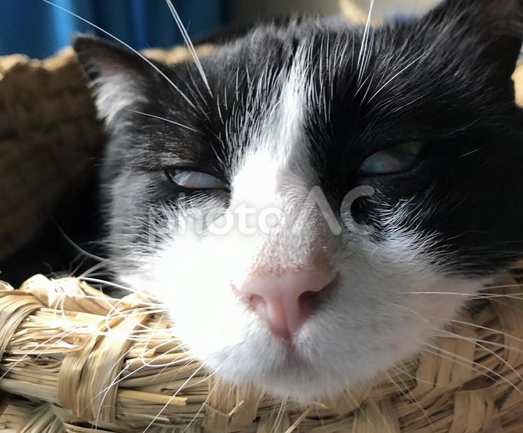 取り憑かれたような猫 猫,ネコ,ねこの写真素材