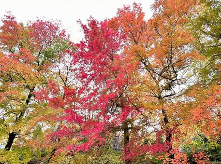 秋のいろんな色の木 落ち葉,紅葉,木の写真素材