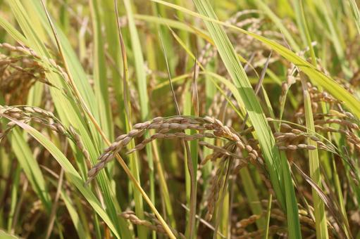 お米の写真
