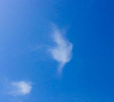 大空に羽のような雲 大空に羽のような雲 雲,青空,空の写真素材
