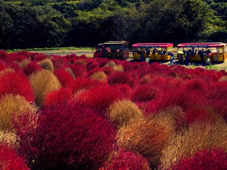 コキア コキア コキア,ひたち海浜公園,秋の写真素材