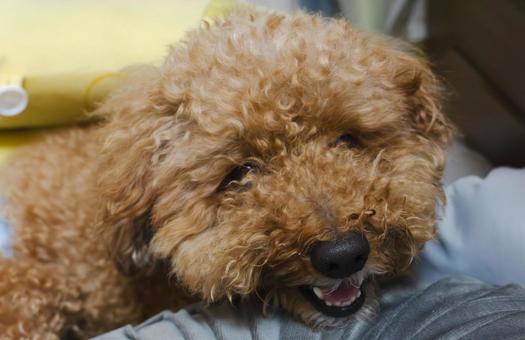 Photo, toy poodle, doggy, small dog, 