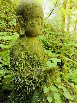 苔むした 苔むした 奈良,岡寺,明日香の写真素材