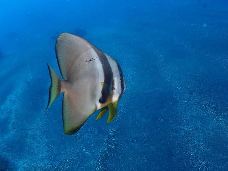 伊豆大島のツバメウオ 伊豆大島のツバメウオの写真