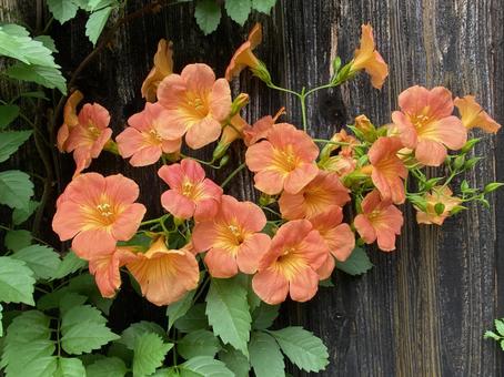 夏の花 夏の花 ノウゼンカズラ,7月下旬,庭の花の写真素材