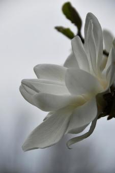ハクモクレン（白木蓮） ハクモクレン,白,白木蓮の写真素材