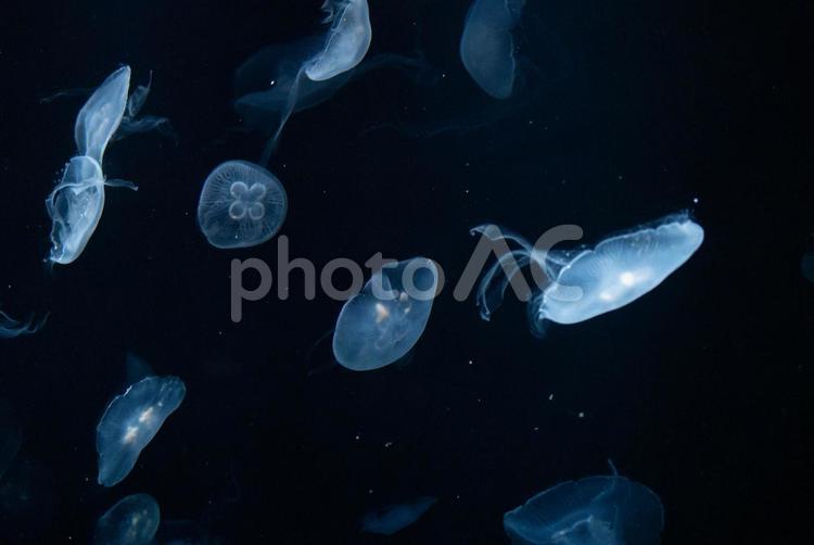 水族館のクラゲ 海,幻想的,海の生き物の写真素材