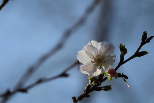 青空と枝先で咲く10月桜の花のアップの写真
