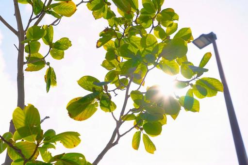 街中のグリーンと眩しい太陽 街中のグリーンと眩しい太陽 グリーン,木,太陽の写真素材