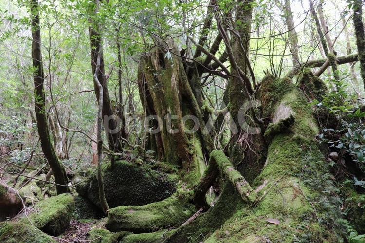 木が生えた苔 屋久島,緑,こけの写真素材