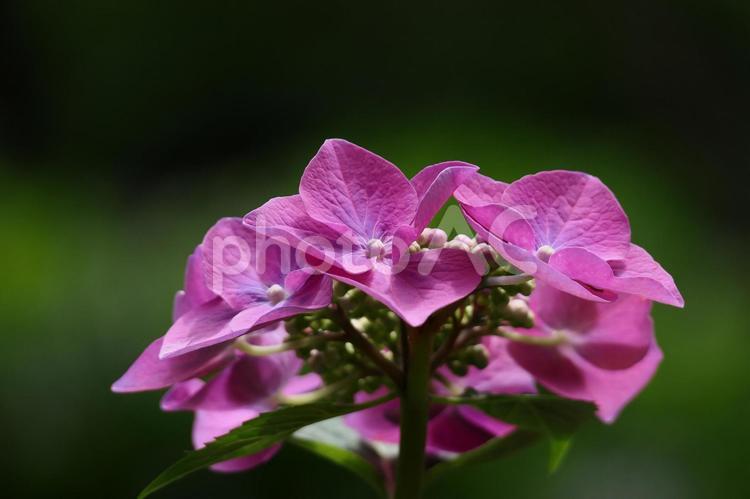 濃いピンクの花のベニガクアジサイのクローズアップ あじさい,花,自然の写真素材