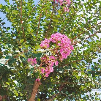 Crape myrtle, JPG Crape myrtle, JPG