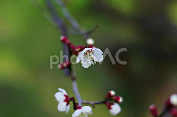 白梅 白梅,白い梅,梅の写真素材