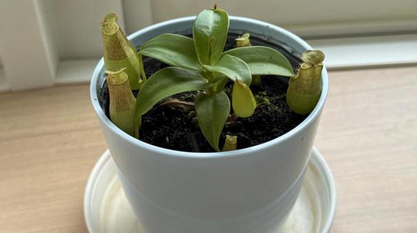 鉢植えの食虫植物 ウツボカズラグラシリス 鉢植えの食虫植物 ウツボカズラグラシリスの写真