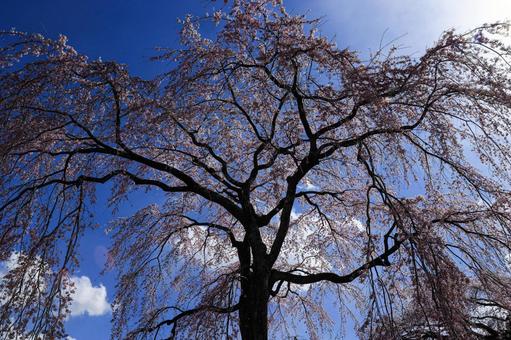 Weeping cherry blossoms at Kozenji Temple, JPG Weeping cherry blossoms at Kozenji Temple, JPG