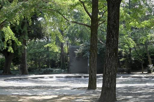 暑い日の公園 暑い日の公園 公園,自然,木の写真素材