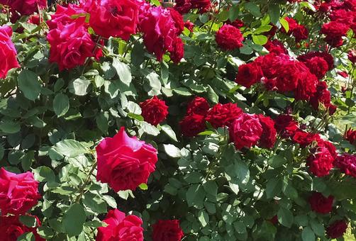 バラ [Rose]-011の写真